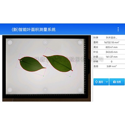 ����Ҷ���������