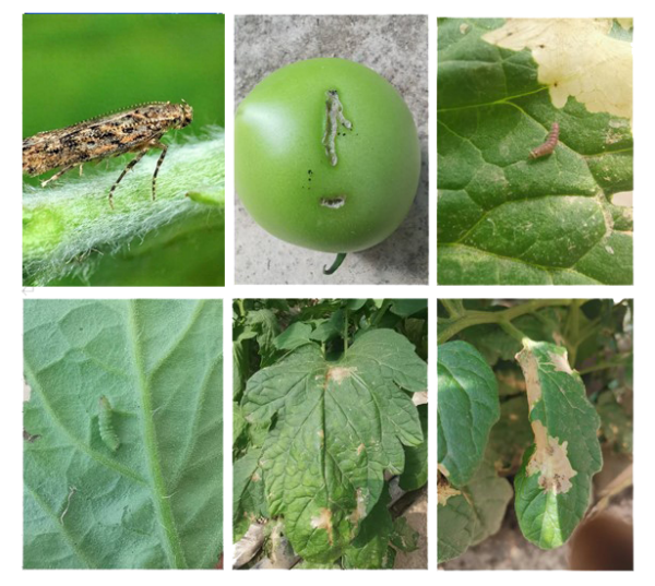 ճ����ϵķ���ǱҶ����ô��������������һ�ľ�֪����