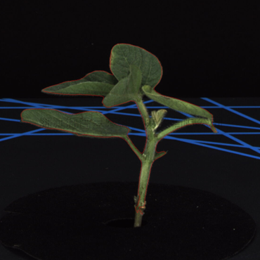 �󶹶�άͼ-ֲ��ʶ��֧��