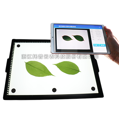 ����Ҷ���������