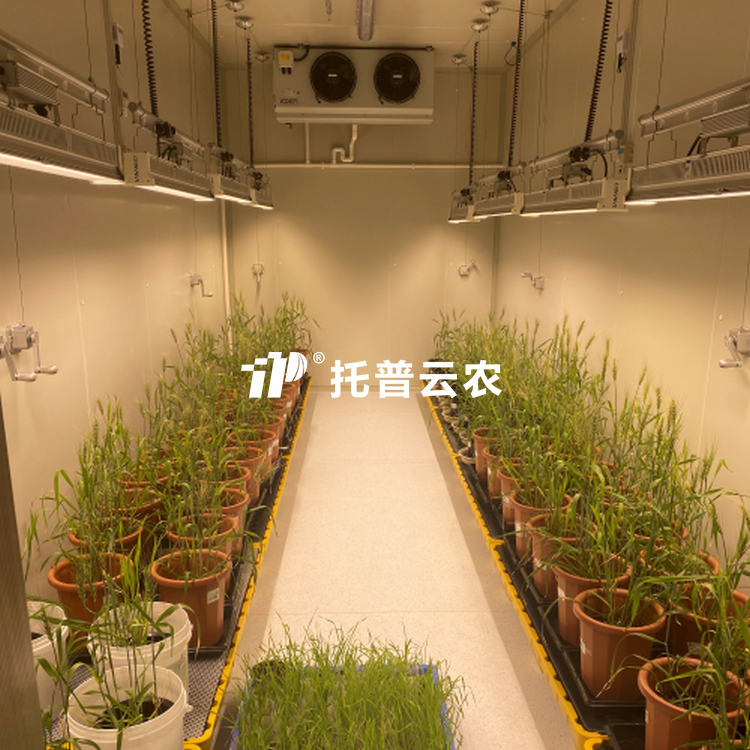 ֲ��������/