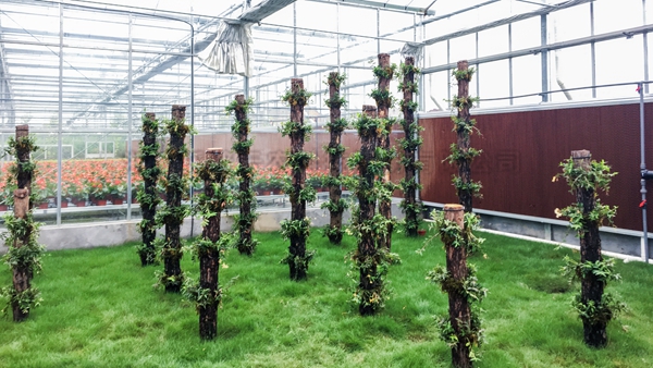 ����ݪֲ��