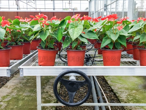 ����ݪֲ����