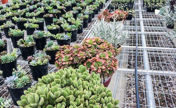 ����ݪֲ��