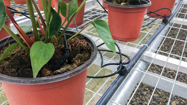 ����ݪֲ����