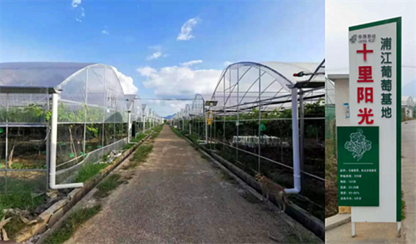 ½ð»ªÆÖ½¡°³¬µÈÅ©³¡¡± ½ð»ªÆÖ½¡°³¬µÈÅ©³¡¡±