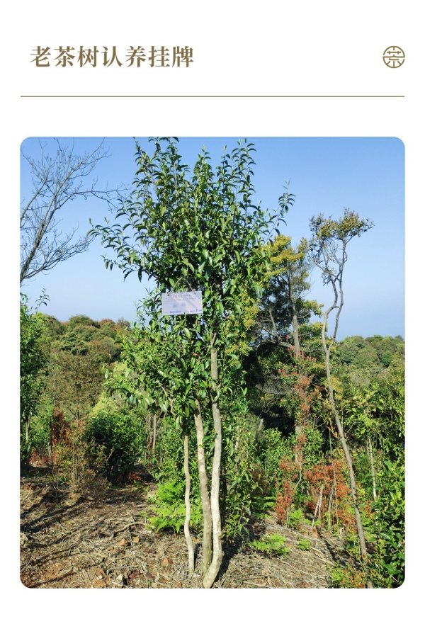 1716886335497426.jpg 7ÈÏÑø²èÊ÷ʵ¾°Í¼_¸±±¾.jpg