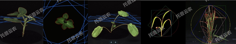 1723011515669751.jpg ÅèÔÔÖ²Îï¶þάÊý×Ö±íÐÍÊÕÂÞÆÊÎöϵͳ_¸±±¾.jpg