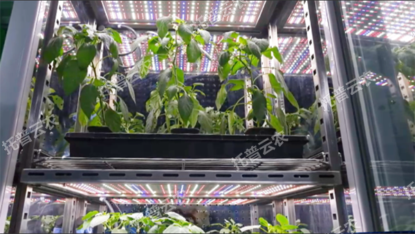 1744708291184099.png ͼƬ3.png