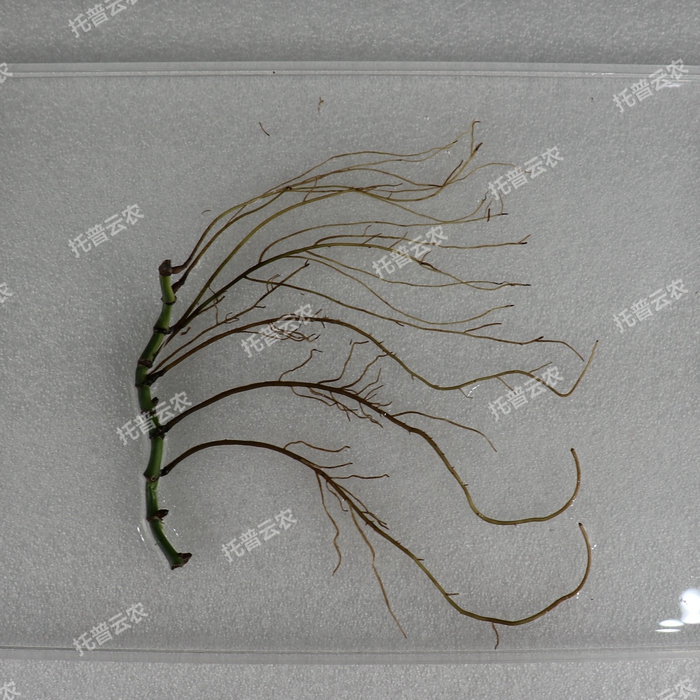 1757051798628934.jpg ¸ùÅÌÕÕÆ¬.jpg