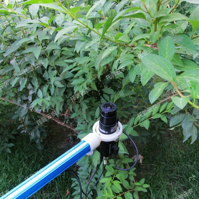 1757057856456110.jpg Ö²Îï¹Ú²ãTOP-1300.JPG